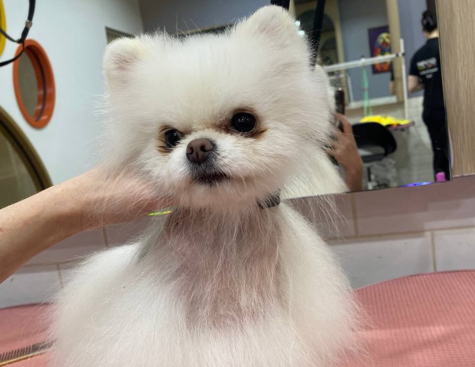 Ural Developer of Animal Hair Loss Treatment Becomes Skolkovo Resident