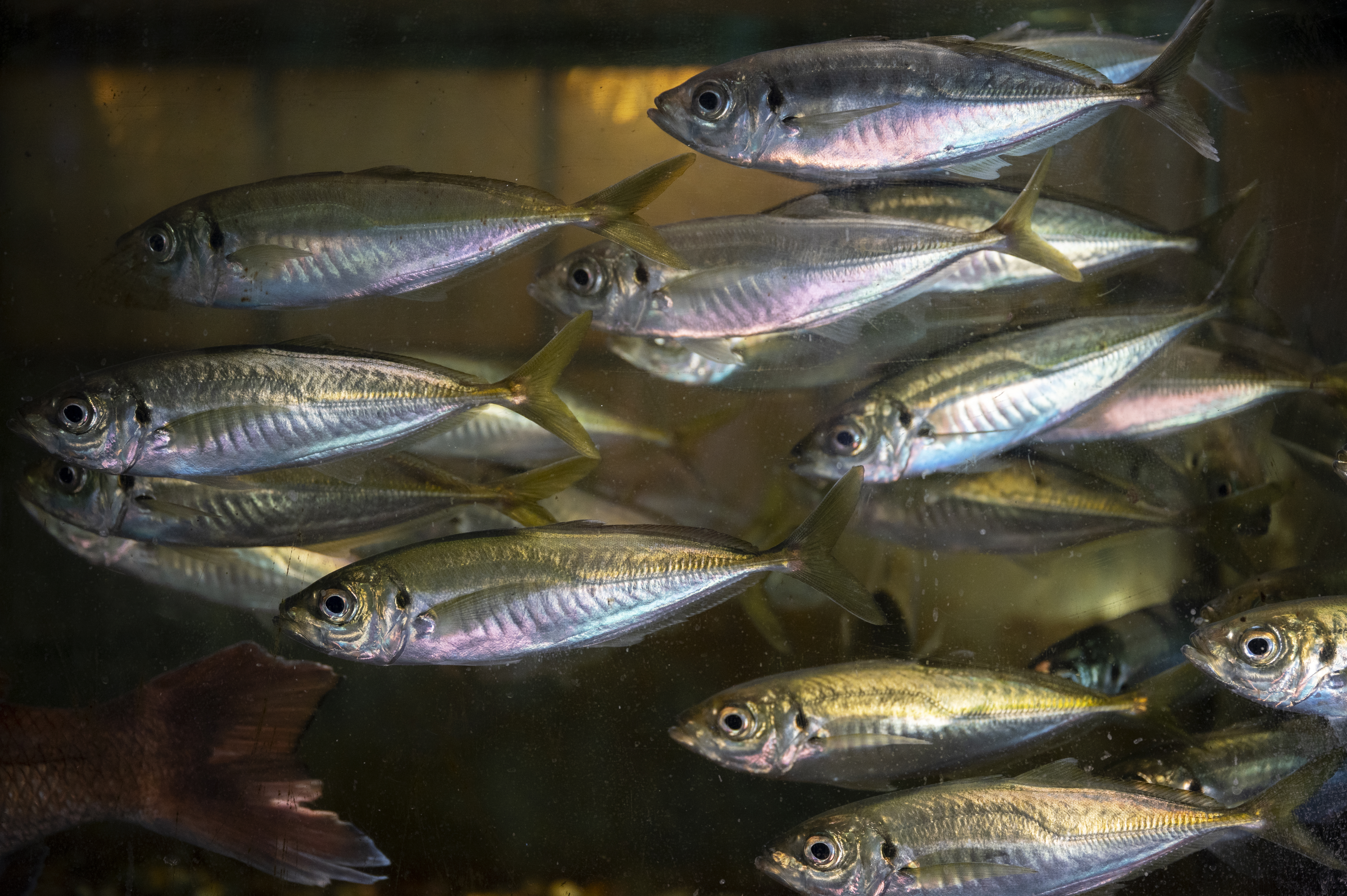 Creation of high-performance and automated agricultural farms. Stage 1: fish farming