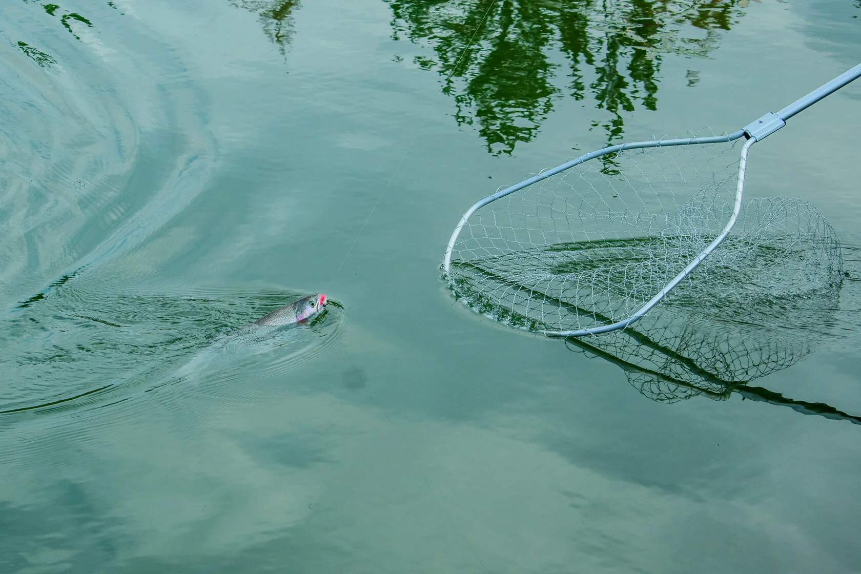 A fish farm for breeding valuable fish species and a recreation center for their catching will be created in the Sverdlovsk region with state support